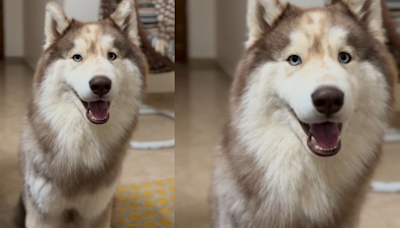 ‘Sanatani Husky’: Dog Says 'Ram Ram', Watch It To Believe It!