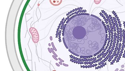 Ovarian Egg Cells Live an Unusually Long Time, And We Finally Know Why