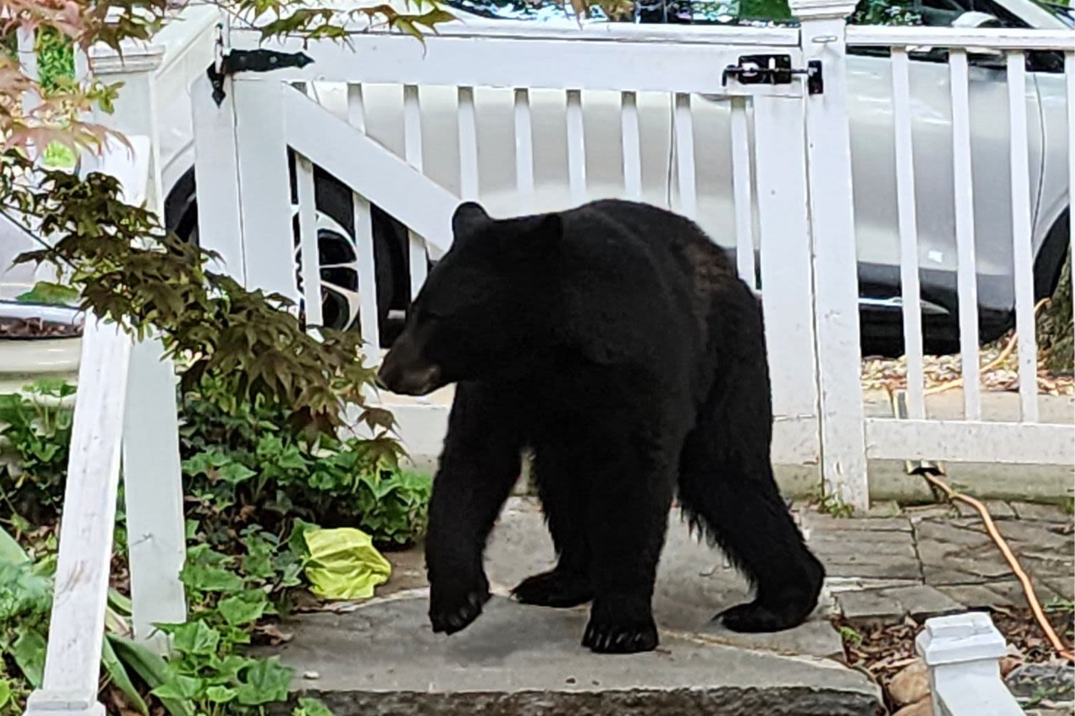 ‘All are welcome, even bears’: DC’s Brookland neighborhood sounds off on its latest furry intruder - WTOP News