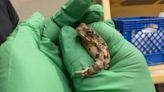VIDEO: Oakland Zoo confiscates six illegal toads ‘dangerously harmful’ to Bay Area