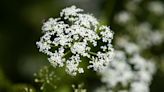 'Leaves of three, let it be': What do poison oak and poison hemlock look like? What to know