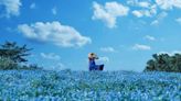 東京昭和紀念公園粉蝶花盛開 180萬株齊放化身湛藍花毯