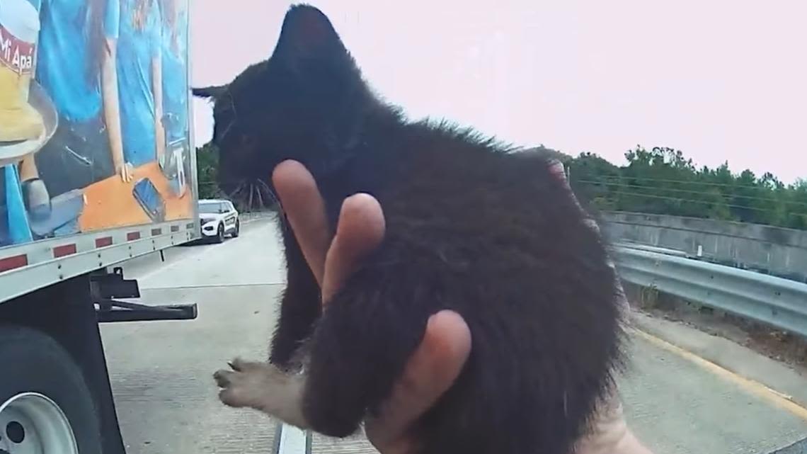 Florida police officer braves busy road to save baby kitten stuck in roadway