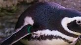 3 more baby penguins born at John Ball Zoo