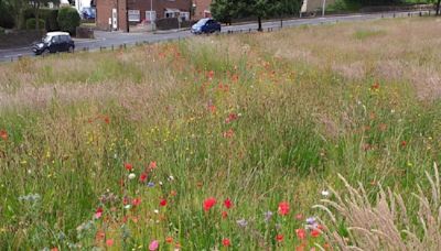 Council admits improvements needed to 'no mow' campaign