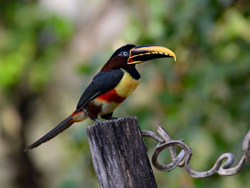 Pet Toucan Adorably Freaks Out at Sight of Mom's Painted Toes