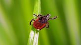 There are ‘more ticks in more places’ — here’s how to avoid these bloodsuckers
