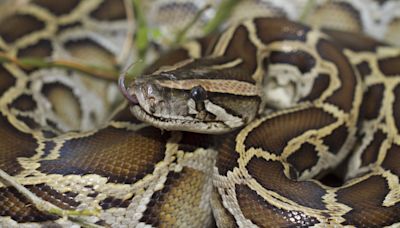 Florida appeals for help in python challenge