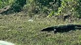 'Stay in the car:' It wasn't a gator or iguana. Woman videos 'huge' monitor lizard near Florida road