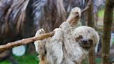 Zookeeper and Sloth Are Impossible to Tell Apart with Matching Hairstyles