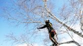 NH, utilities warn about dangers of tree trimming near power lines after accidents