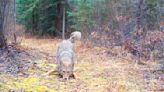 Watch coyote’s ‘animated response’ when it detects trail-cam