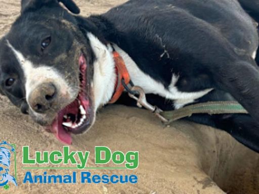 Lucky Dog Animal Rescue gets lucky with $125K donation to help mission