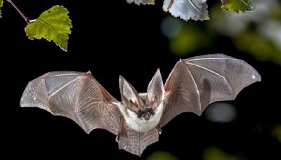 Chauve-Souris contaminée par la rage en Mayenne : quels sont les risques ?