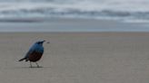 ‘Mega-rare’ bird spotted at Oregon’s Hug Point is first sighting in U.S. history