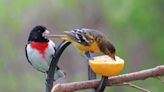 Sometimes, the best bird watching is right at home. Spot these species this summer.