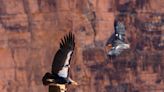 How a program offering free ammo to Utah hunters could help the California Condor