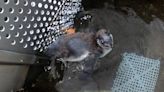 RAW VIDEO: Humboldt Penguin Chick Hits The Water For The Very First Time!