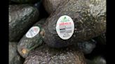 Assault on US avocado inspectors in Mexican state led to suspension of inspections