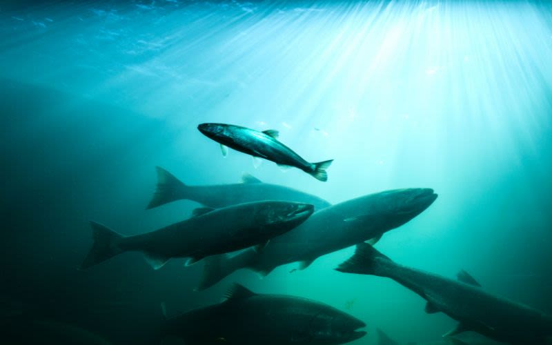 Washington Tribes Get $39M to Restore Salmon Habitat