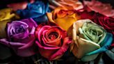 El armonioso significado de soñar con rosas de varios colores | Por las redes