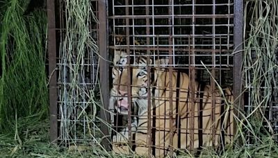 Escaped tiger that had Texas communities on edge finally caught