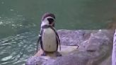 World Penguin Day at Aquarium of Niagara