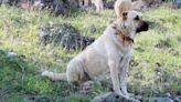 El enorme perro guardián milenario con apariciones en la Biblia y en el cine, cuál es su origen