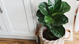 How to Keep Your Fiddle Leaf Fig Tree Alive Without Losing Your Mind