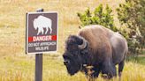 Man arrested at Yellowstone for allegedly kicking bison while drunk