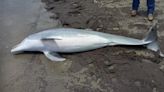 NOAA Is Offering $20,000 For Info On Who Shot This Dolphin