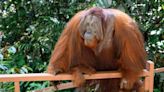 Malaysia Plans ’Orangutan Diplomacy,’ Inspired by China’s ‘Panda Diplomacy’