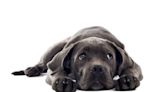 All About Cane Corso Puppies