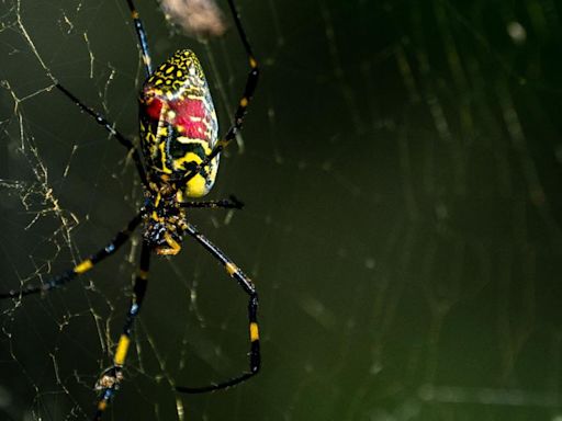 Giant flying venomous spiders invading the East Coast? There’s no need to panic