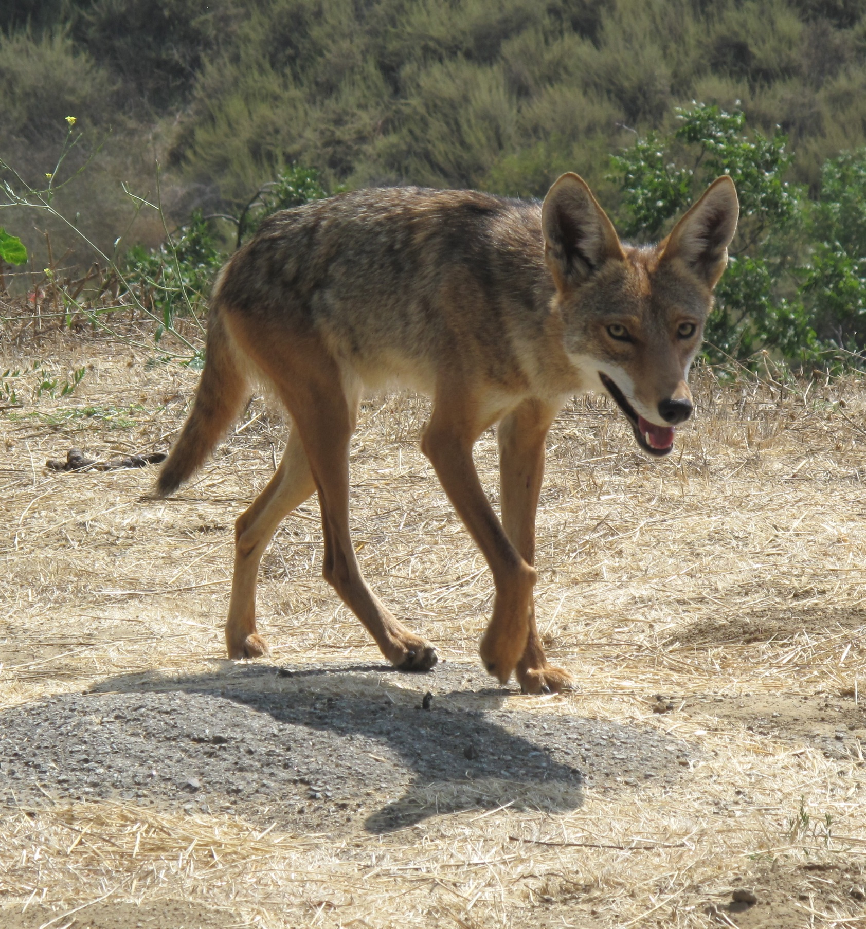 Description Coyote Beverley Hills CA.jpg