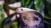 Common blood thinner heparin can be life-saving in cobra bite cases: Study