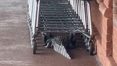 'Y'all this is happening right now at the Publix': Video shows sneaky alligator hiding under shopping carts