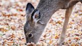 Number of CWD-positive tests in Wisconsin deer continues to grow - Outdoor News