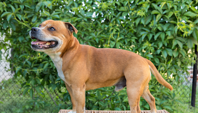 Dad Teaches Rescue Staffy ‘The Ropes’ As Supervisor in a Delightful Display of Love