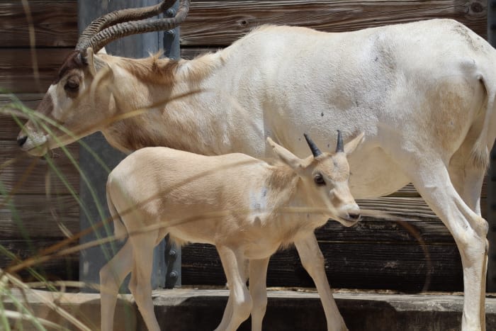 Disney’s Animal Kingdom celebrates motherhood milestone with addax family