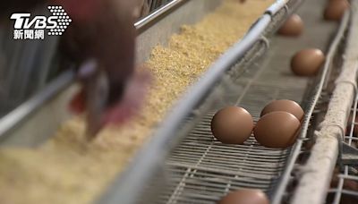 禽流感襲擊多國 美、日面臨蛋價飆漲危機