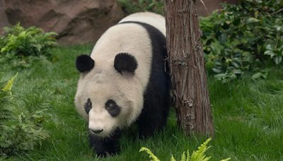 San Diego Zoo releases 1st video of pandas from China