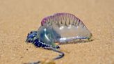 Why sightings of jellyfish and Portugese Man o’ war are rising on UK coasts