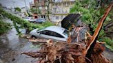 Cuántos árboles tiene la ciudad de Buenos Aires: las especies que más se cayeron por el temporal y las razones
