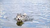 Great Pyrenees Patiently Shows Newly-Rescued Husky the Joy of Swimming