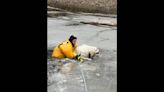 120-pound dog treads water for 30 minutes in icy pond. ‘She didn’t have much left’