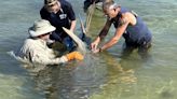 Florida sawfish deaths, 'spinning' fish decline