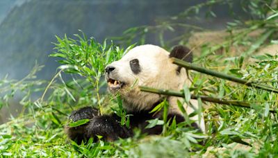 The Panda Party is back on as giant pandas will return to Washington’s National Zoo by year’s end