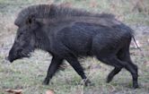 Indian boar