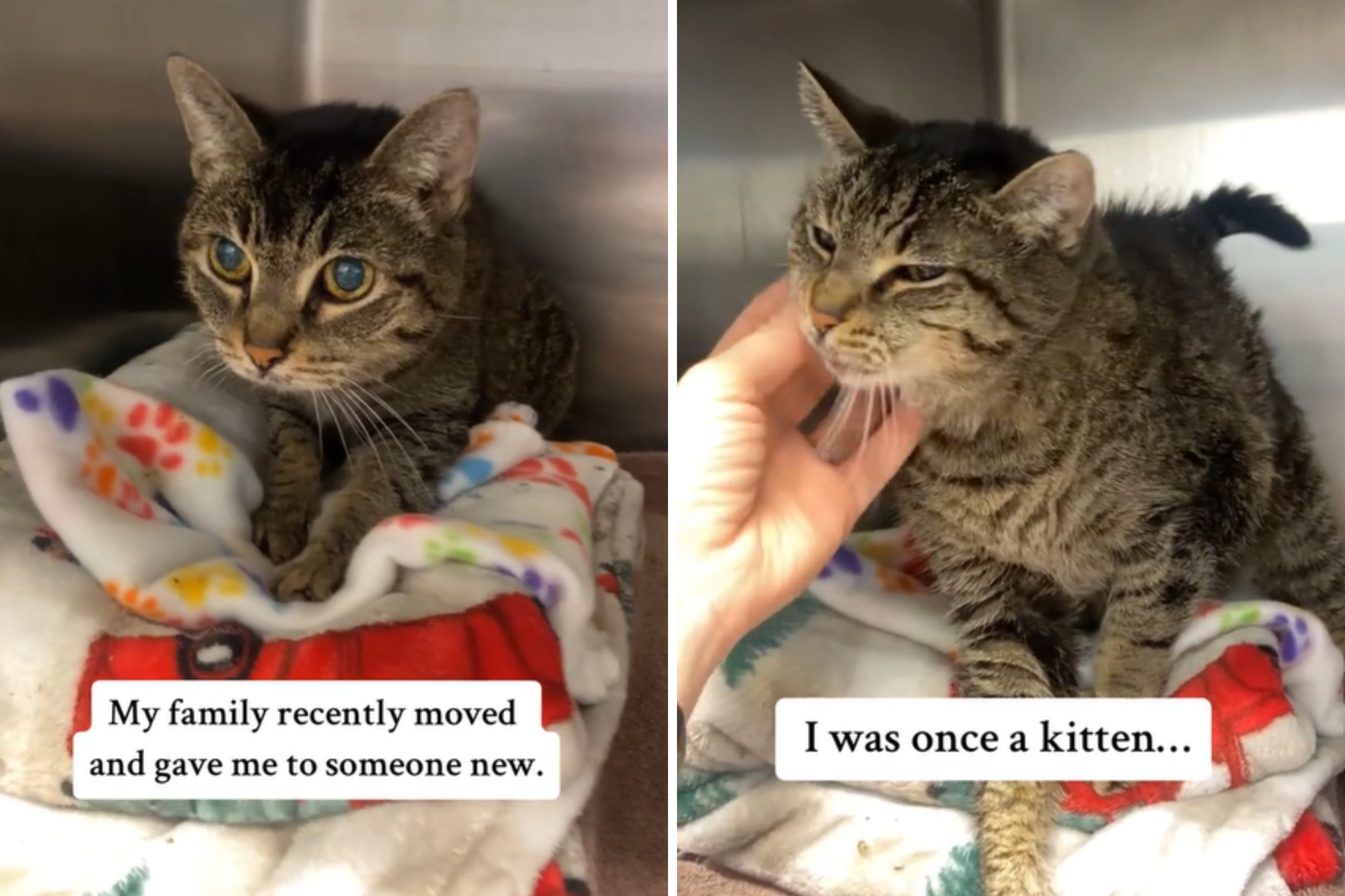 Face of senior cat who was "loved for 14 years" before ending up in shelter